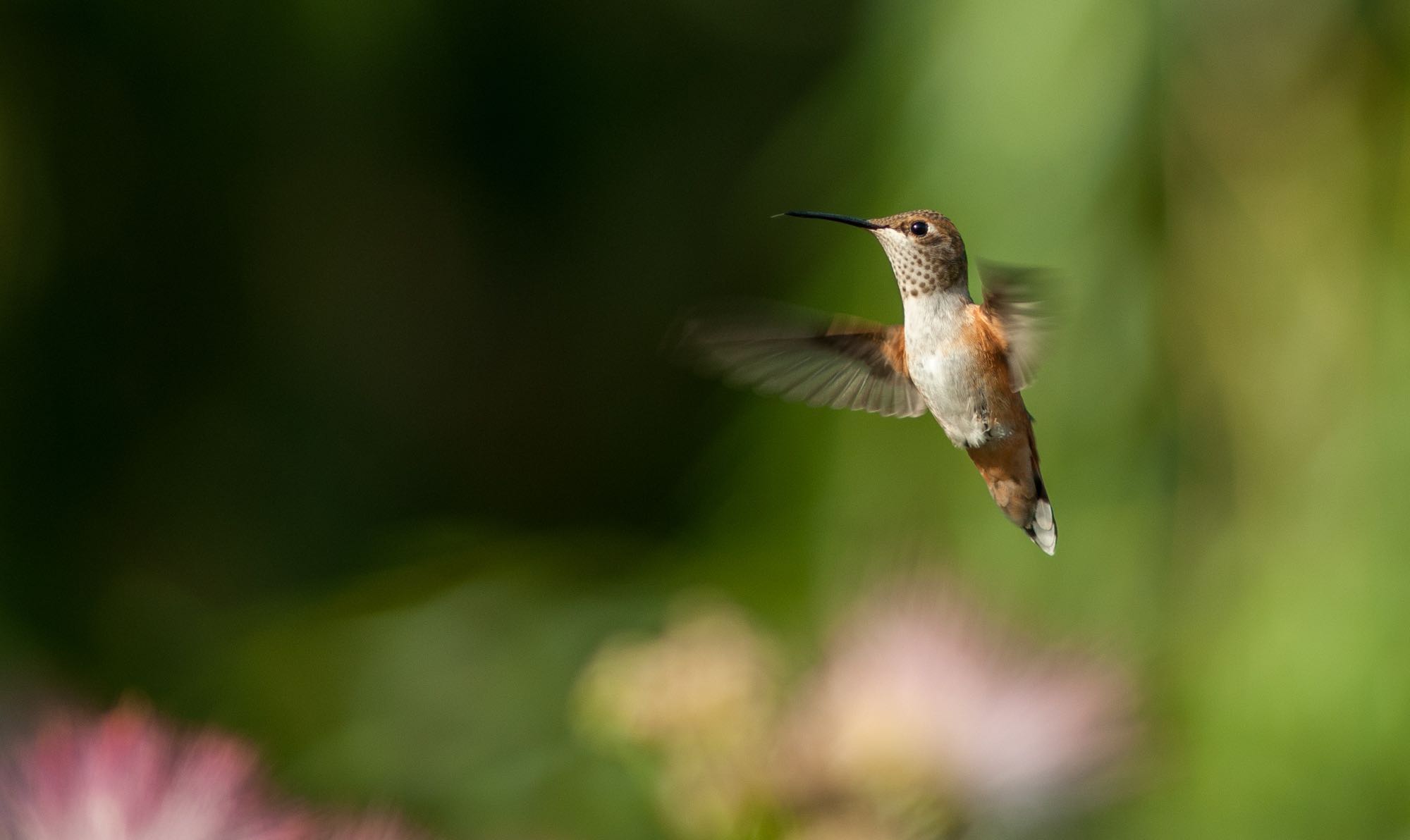 A hummingbird hovers near a flower in the gardens at Country Willows Inn & Estate in Ashland, Oregon.