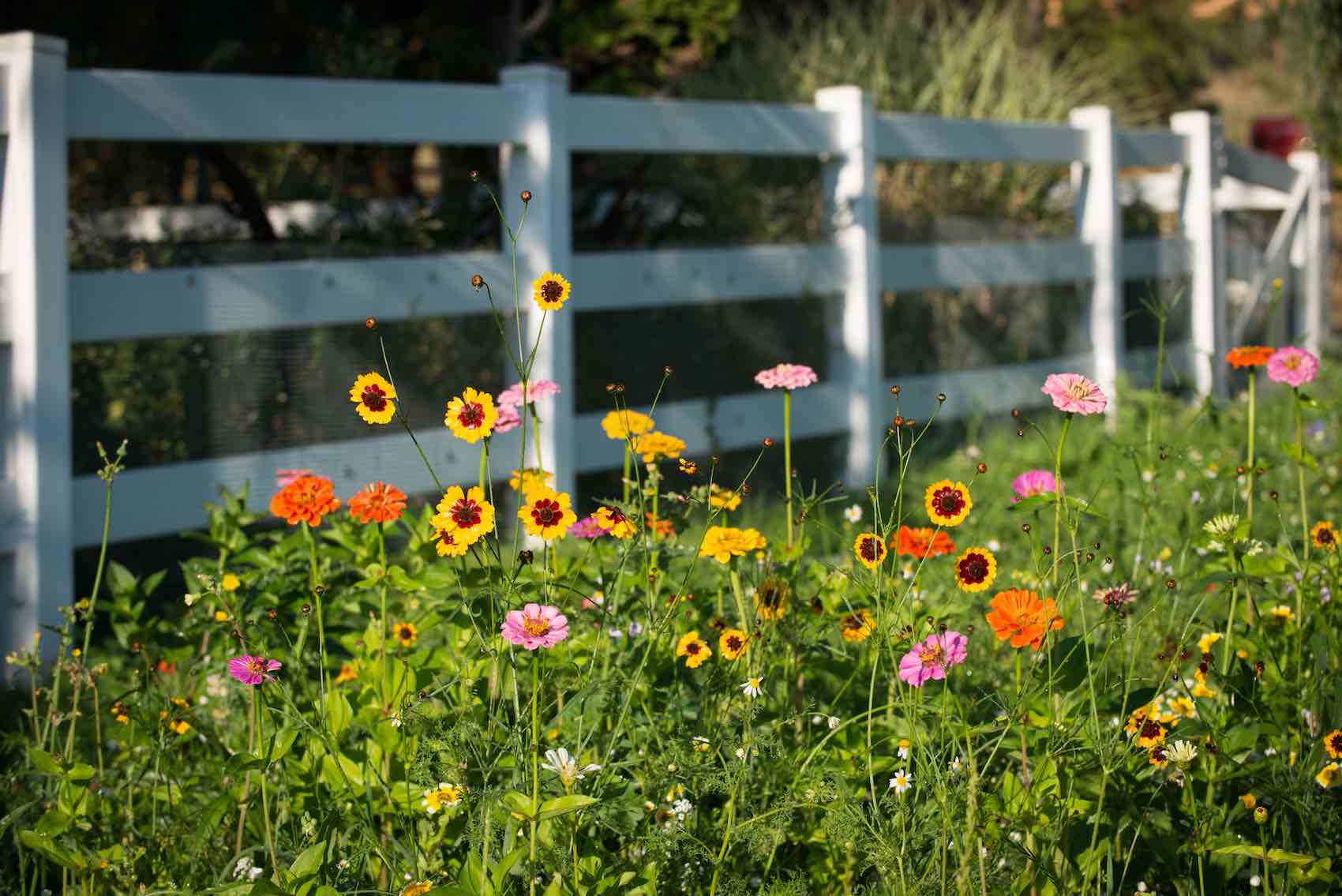 Wildflower groves bursting with color at Country Willows Inn & Estate in Ashland, Oregon beckon bees and butterflies.